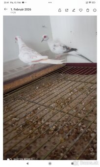 Holúbky diamantove straky - 5