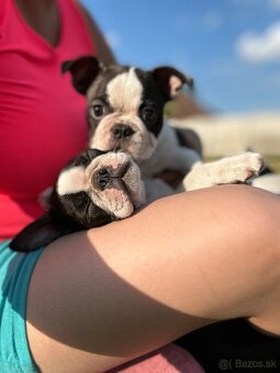 Boston Terrier - 5