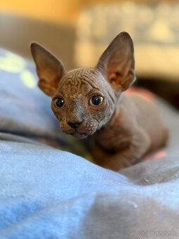 Sphynx mačiatka - 5