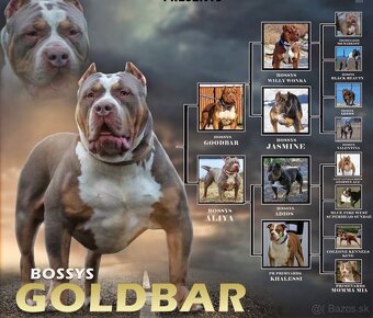 ŠTENIATKA AMERICAN BULLY XL/XXL - 5