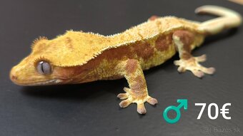 PAGEKON RIASNATY - 5