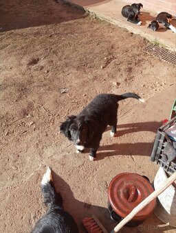 Predám šteňatá - 5