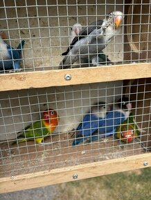 Agapornis - 5