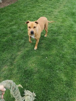 Fenka pitbull/staford - 5