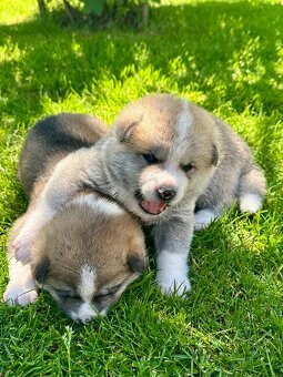 Akita Inu - šteniatka s rodokmeňom - 5
