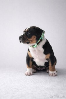 AMERICAN BULLY XL🩵💜 - 5