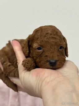 Pudel, pudlik toy/trpaslík - 5