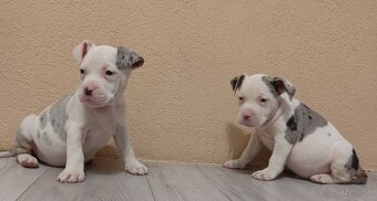 American bully - 5