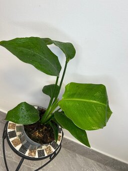 Strelitzia nicolai - 5