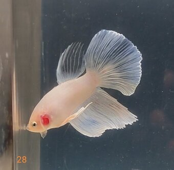 Bojovnica, betta, samec - 5
