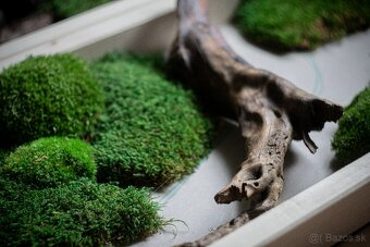 🌿 Machové obrazy na mieru – príroda vo vašom interiéri - 5