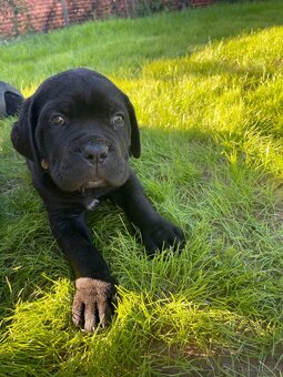 Cane corso - 5