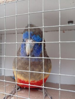 Papagáj červenobruchý - 5