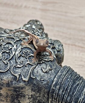 Pagekon riasnaty - 5