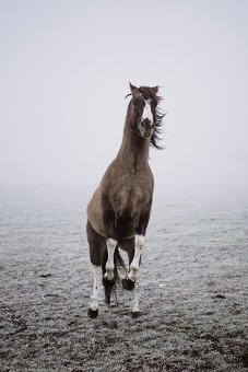 Paint horse pripustanie qh - 5