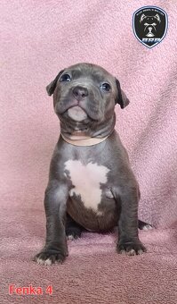 Štěňata American Bully XL s PP ABKC - 5