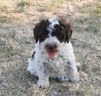 Lagotto Romagnolo steniatko - 5