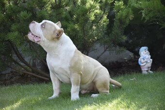 American bully s PP - 5