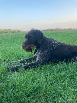 Predám nemeckého drotosrsteho stavača - 5