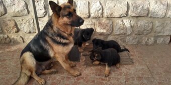 Nemecký ovčiak - 5