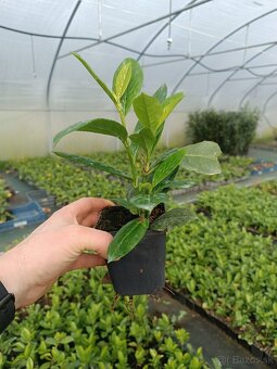 vavrínovca (Prunus laurocerasus).p9 0.95 euro - 5