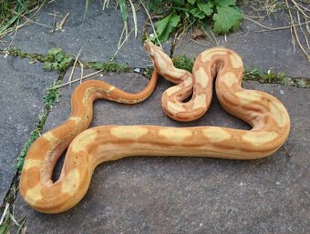 Boa imperator - Paraglow Motley Jungle, Sunglow Motley - 5