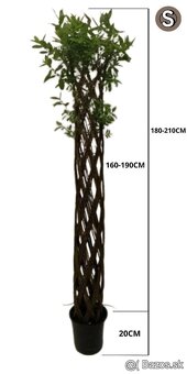 AKTUÁLNE❗PLETENÁ VŔBA, AMERICKÁ vŕba Salix ❗180CM ❗CELÉ SK❗ - 5