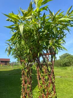 AKTUÁLNE❗Pletená vŕba SALIX 190-220 cm krása ihneď k odberu❗ - 5