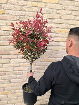 🌿 „Vavrínovce a červienky – farebný raj pre vašu záhradu“ - 5