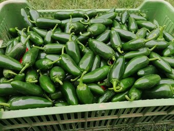 Predaj Jalapeňo čerstvých papričiek - 5