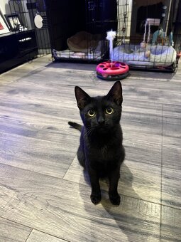 Darujem kocúrika a mačičku - 5