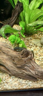 Predám / vymením akváriové ryby - 5