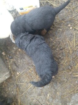 Lotwajler -bersky salašnícky ovčiak - 5