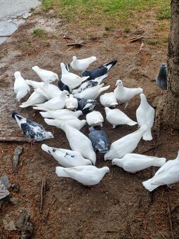 BIELE POŠTOVÉ HOLUBY - 5