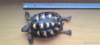 Suchozemská korytnačka žltočierna - 5