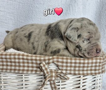 American bully xl xxl - 5