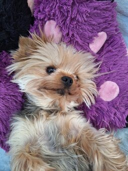 Yorkshire Terrier pes s PP - 5