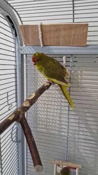 Predam samicky kakarikiho - 5