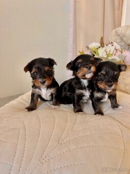 YORKSHIRE TERRIER -3color šteniatka - 5