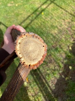 Jelenie zhody / parohy 74cm - 5