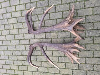 Trofej trofeje paroh parohy parozie zhody - 5