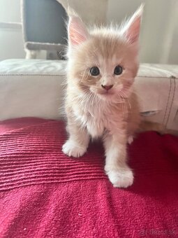 maine coon/ mainska myvalia s PP - 5