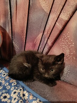 Darujem mačiatka - 5