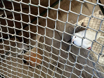 Predám/Vymením za krmivo Hrdličky - 5