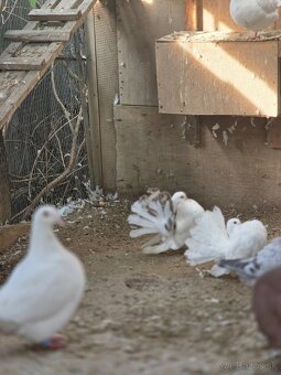 Paviky a Texanou - 5