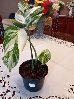 Monstera variegata - 5