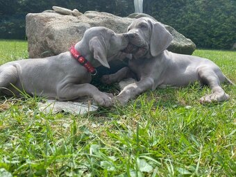 Weimarský stavač štěňiatka - 5