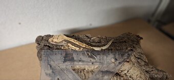 Pagekon riasnaty - 5