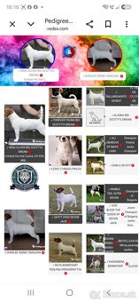 Jack russel terier s PP - 5
