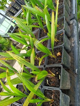2,5 ročné sadenice Trachycarpus Fortunei - 5